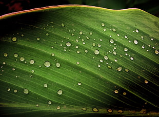 spot water lot on green leaf
